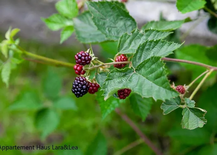 Apartamento Lara & Lea *