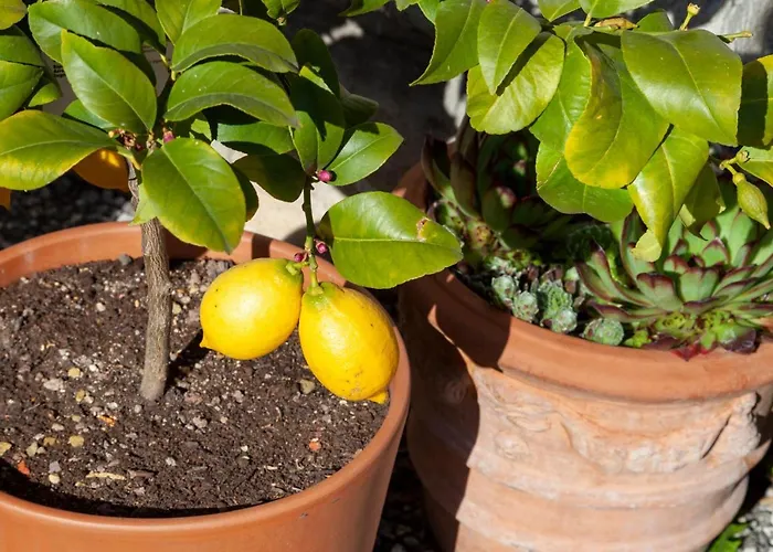 Lara & Lea Apartamento