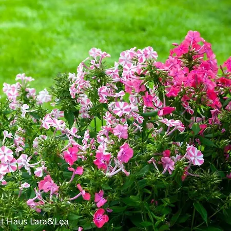 Lara & Lea Lejlighed