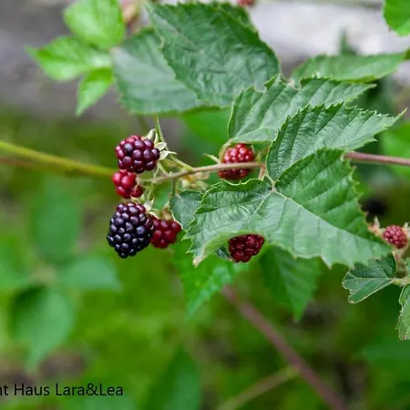 Lejlighed Lara & Lea *