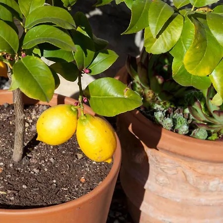 Lara & Lea Lejlighed